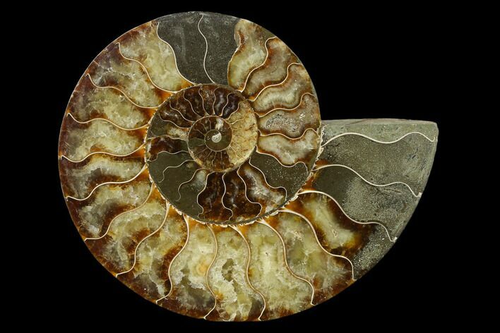 Agatized Ammonite Fossil (Half) - Madagascar #135292
